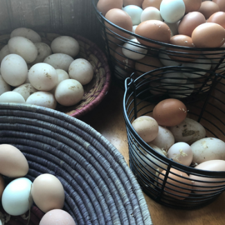 Cowichan Valley Fresh Eggs All Year Round Thumbnail