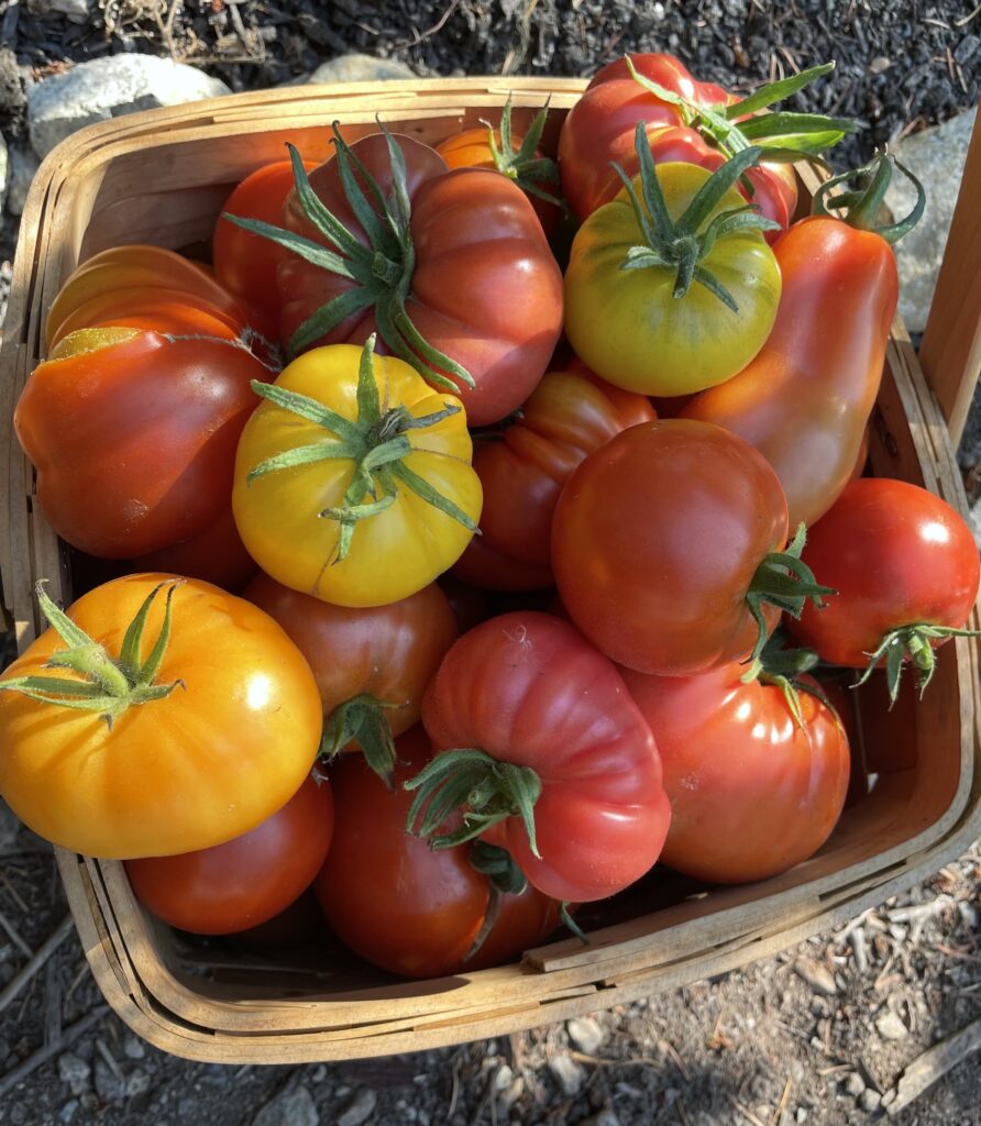 Heirloom tomatoes in a garden basket.